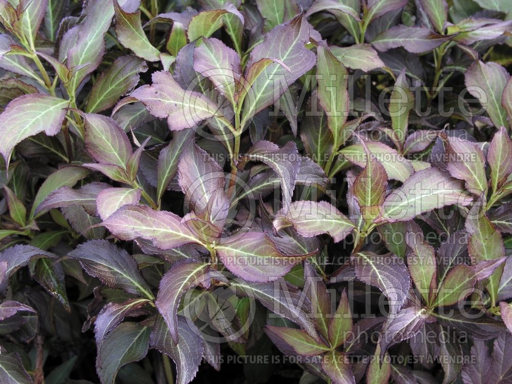 Weigela Dark Horse (Weigela)  3