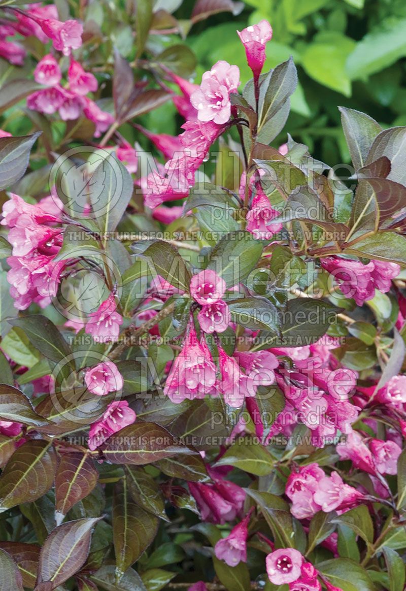 Weigela Dark Horse (Weigela) 1 