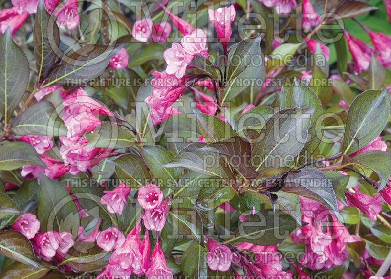 Weigela Dark Horse (Weigela)  2