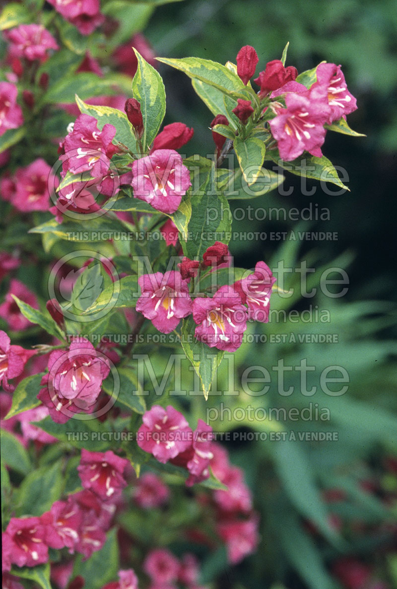 Weigela French Lace (Variegated Weigela) 1 