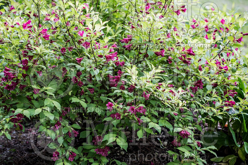 Weigela Ghost aka Carlton (Weigela) 2 