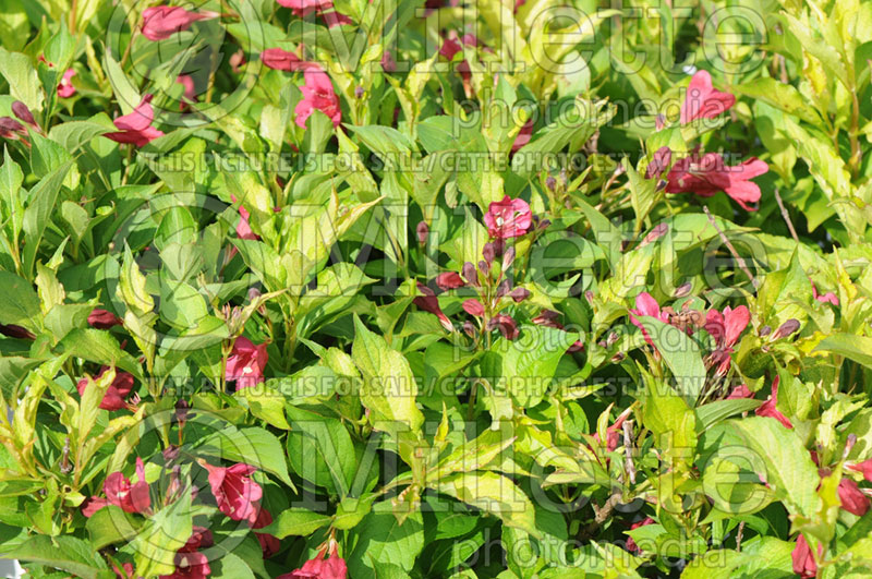 Weigela Ghost aka Carlton (Weigela) 6 