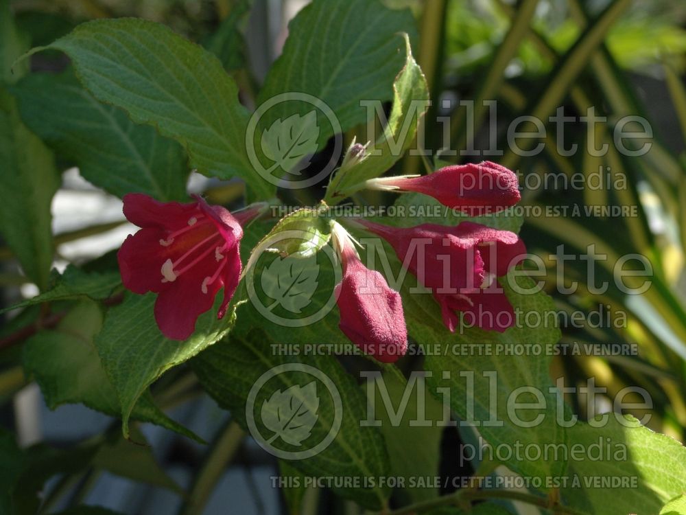 Weigela Ghost aka Carlton (Weigela) 1 