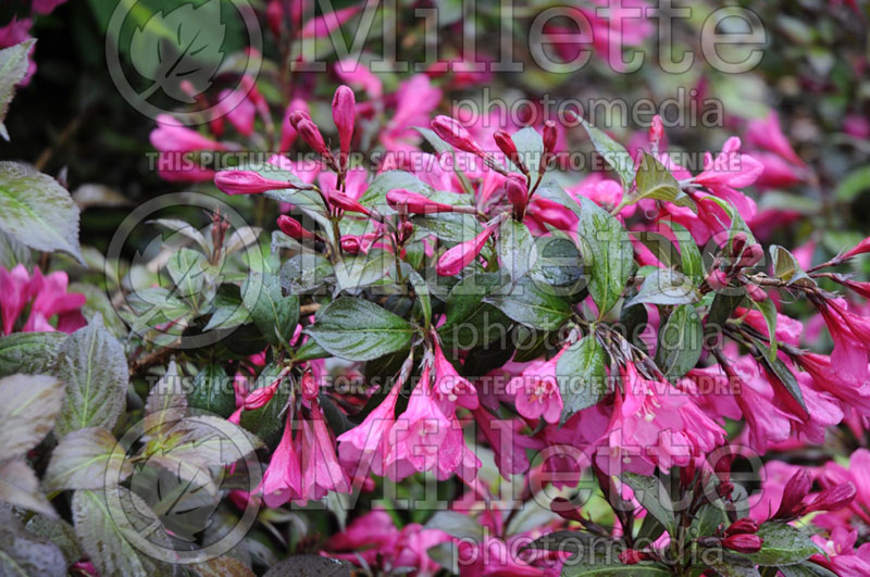 Weigela Minor Black or Verweig3  (Weigela) 3 