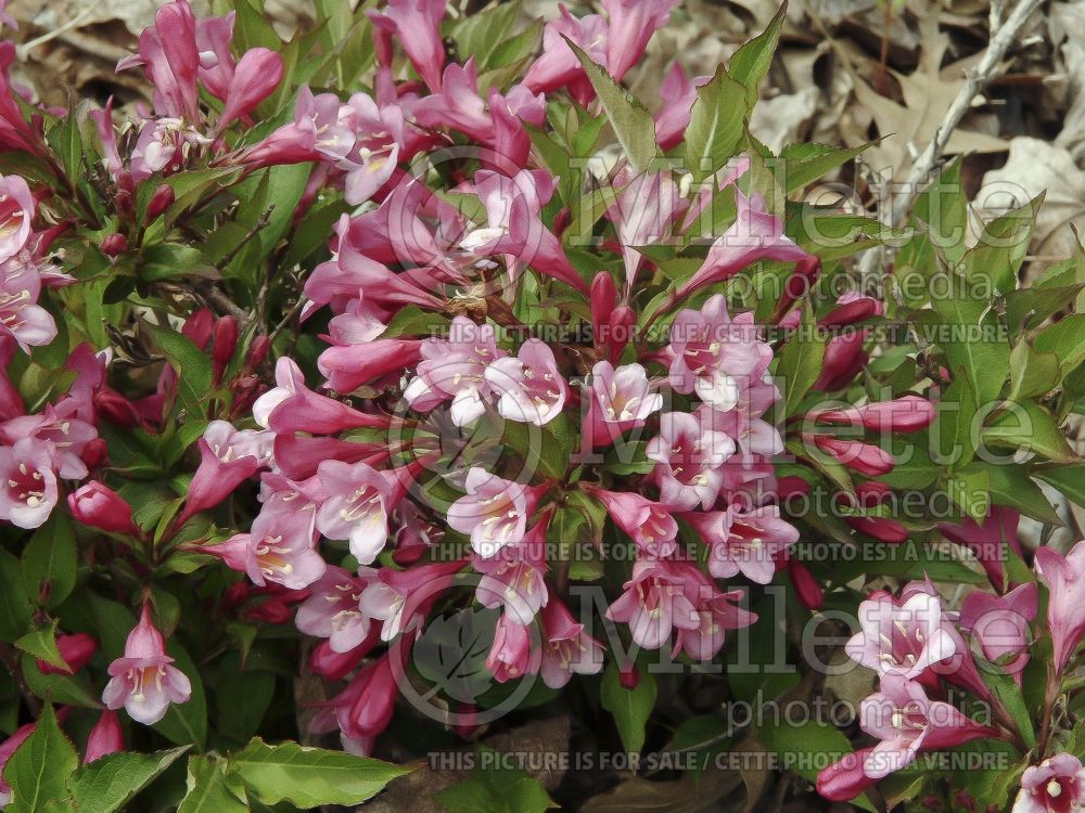 Weigela Minuet (Weigela) 2 