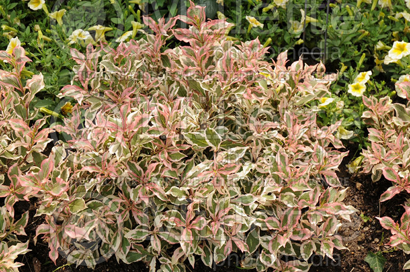 Weigela My Monet (Weigela) 1