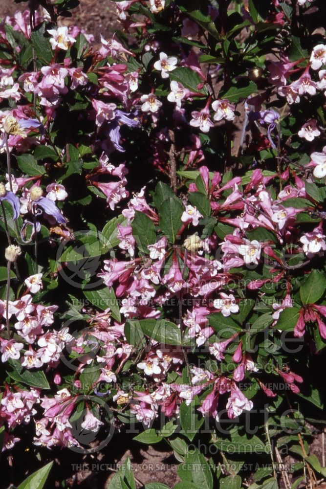 Weigela Polka (Weigela) 1