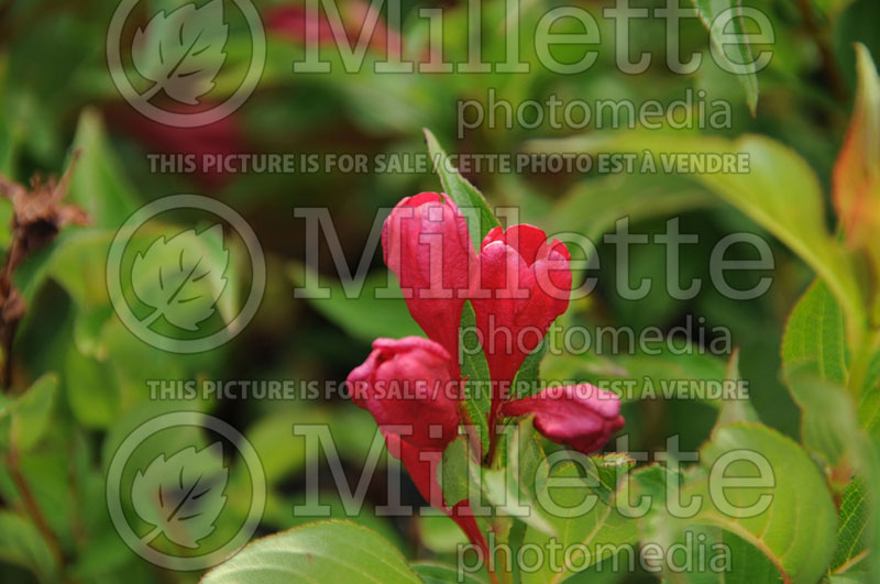 Weigela Sonic Bloom Red aka Verweil (Weigela) 1 