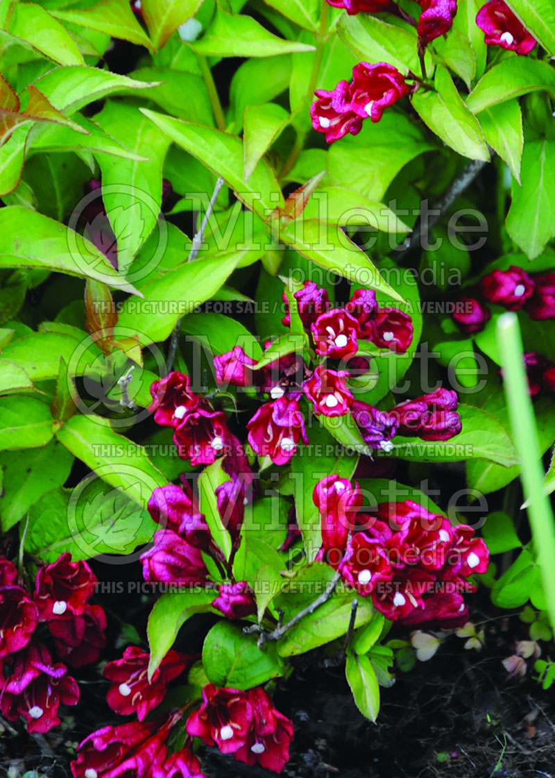 Weigela Sonic Bloom Red aka Verweil (Weigela) 2 