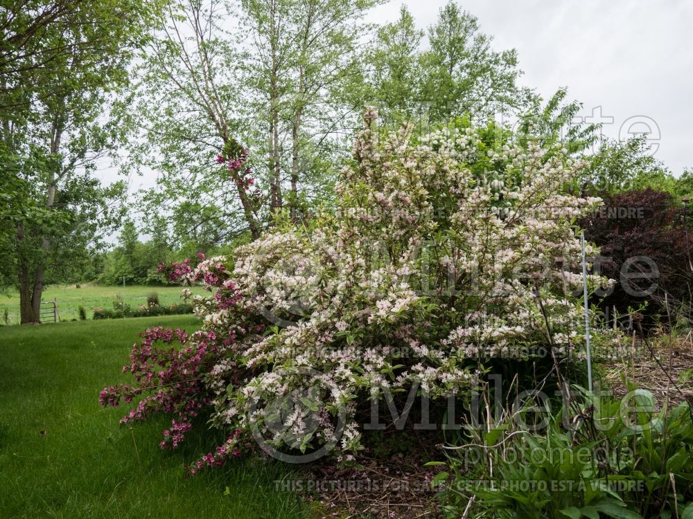 Weigela Variegata aka Nana Variegata (Weigela) 5 