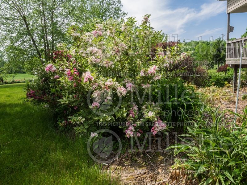 Weigela Variegata aka Nana Variegata (Weigela) 4 