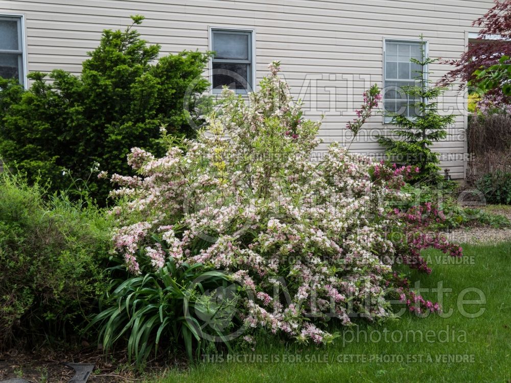 Weigela Variegata aka Nana Variegata (Weigela) 7 