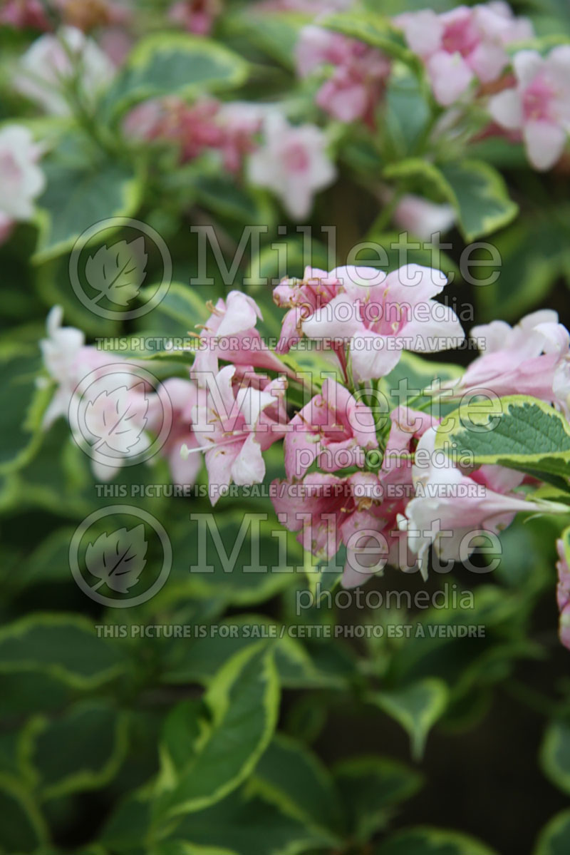 Weigela Variegata aka Nana Variegata (Weigela) 2 