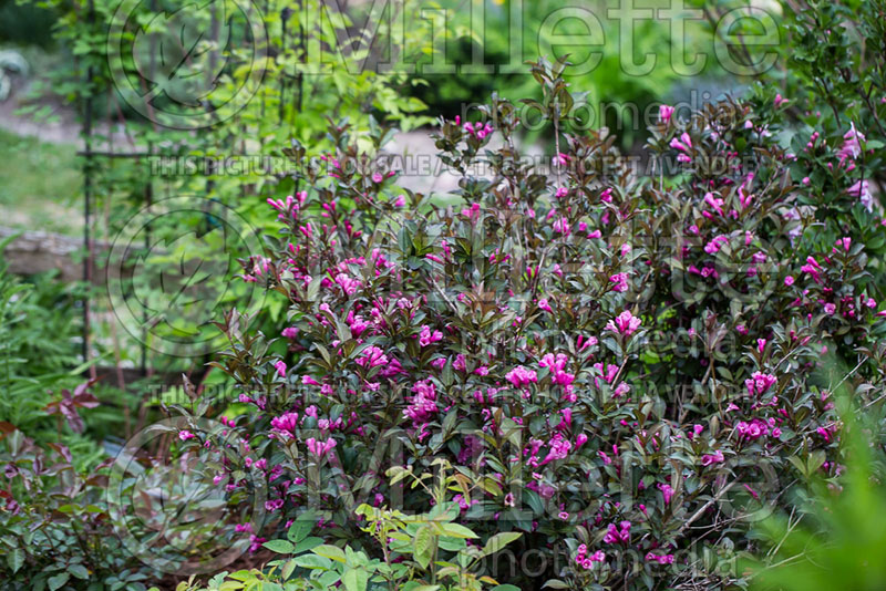 Weigela Victoria (Weigela) 1 