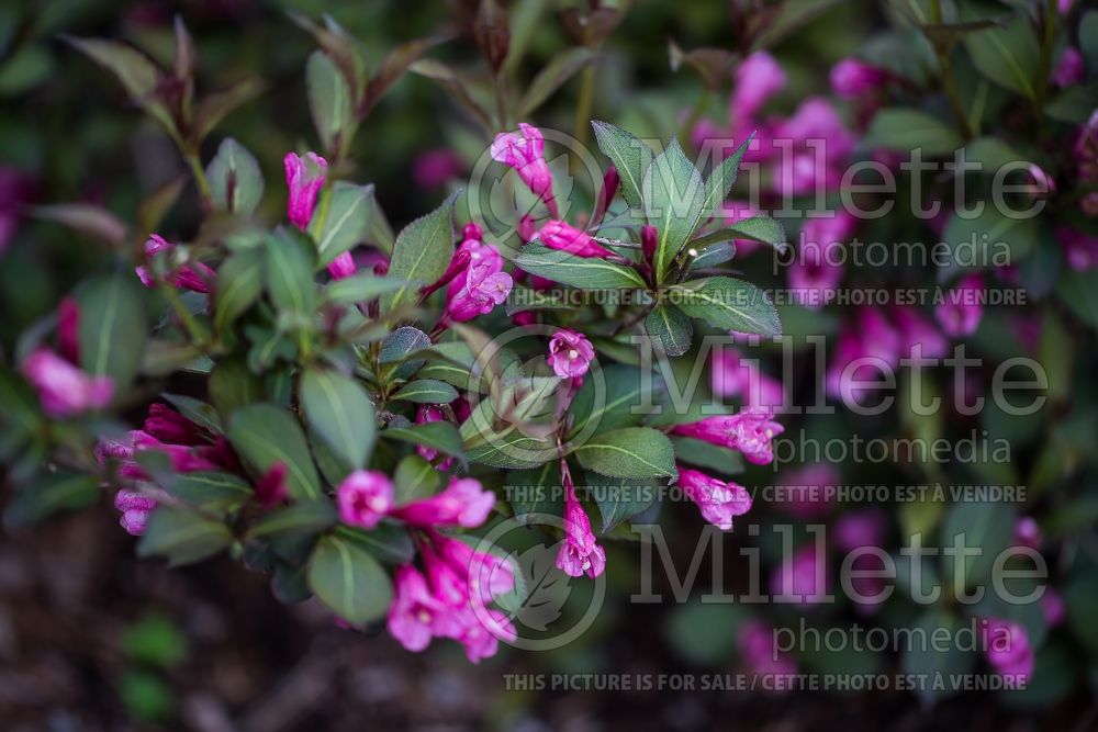 Weigela Victoria (Weigela) 2 