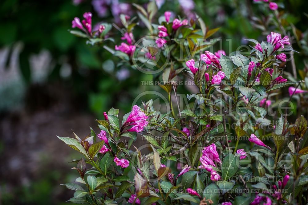 Weigela Victoria (Weigela) 3 