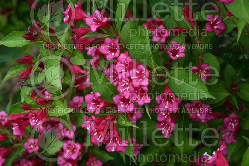 Weigela Newport Red (Weigela) 1 