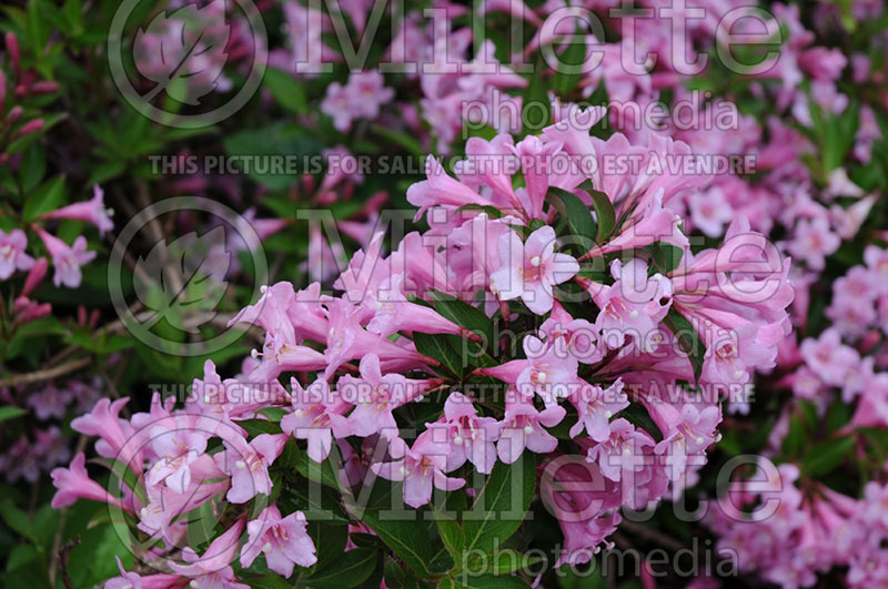 Weigela Pink Poppet or Plangen (Weigela) 1 