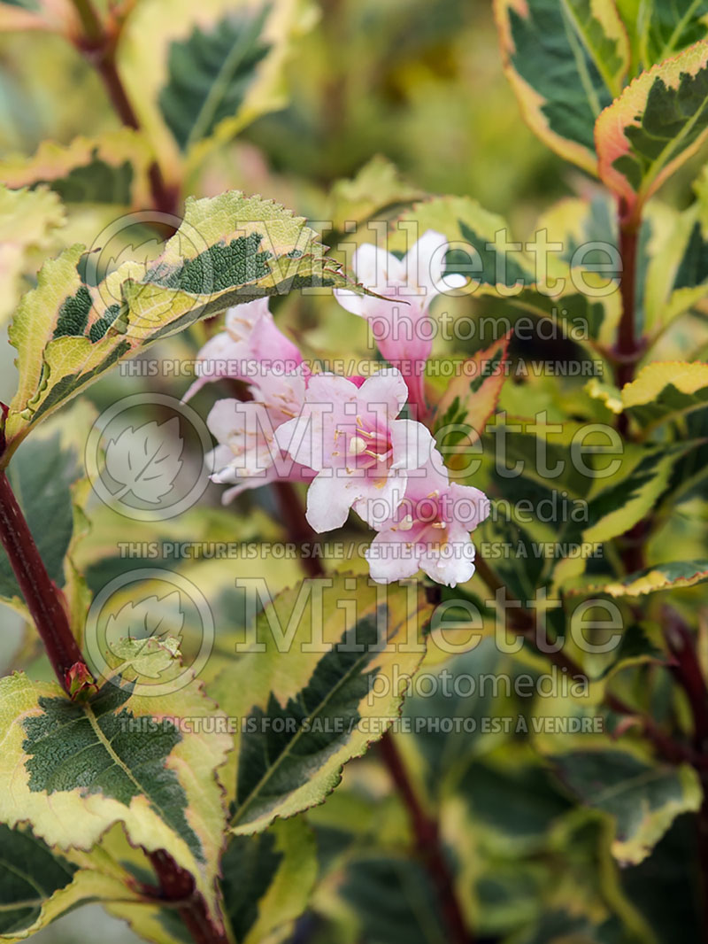 Weigela Rainbow Sensation aka Magical Rainbow aka Kolmagira (Weigela) 3 