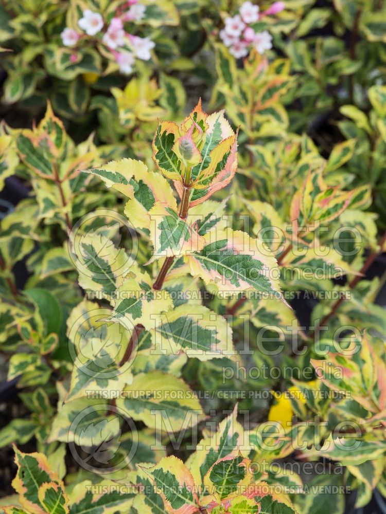 Weigela Rainbow Sensation aka Magical Rainbow aka Kolmagira (Weigela) 4 