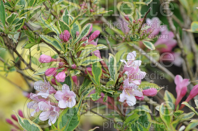 Weigela Rainbow Sensation aka Magical Rainbow aka Kolmagira (Weigela) 5 