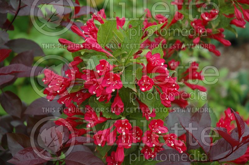 Weigela Red Prince (Weigela)  2