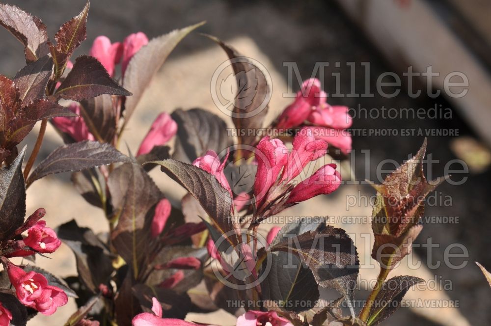 Weigela Shining Sensation or Bokrashine (Weigela) 1 