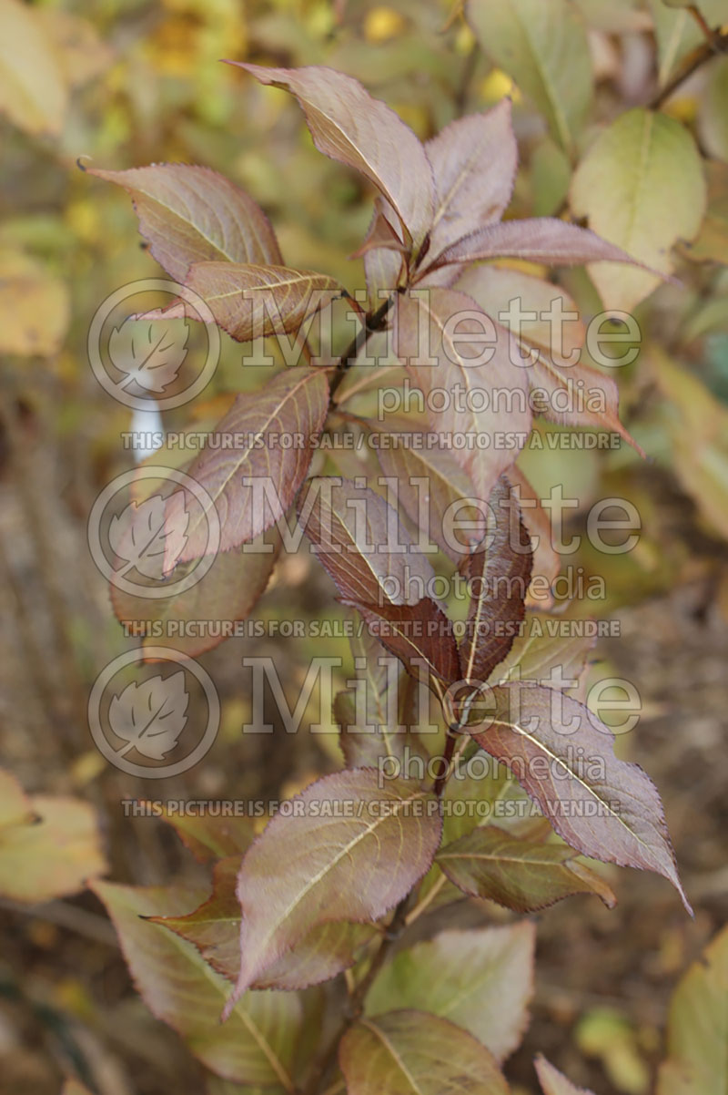 Weigela Shining Sensation or Bokrashine (Weigela) 2 