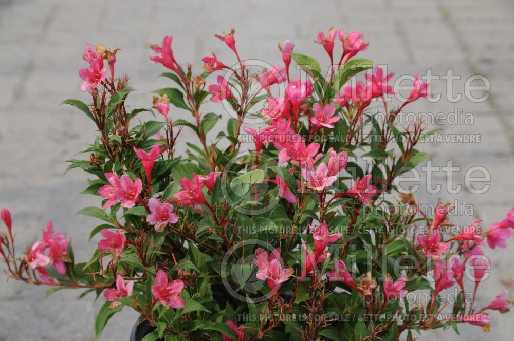 Weigela Sonic Bloom Pink aka Bokrasopin (Weigela)  3