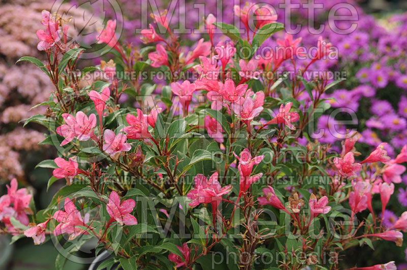 Weigela Sonic Bloom Pink aka Bokrasopin (Weigela)  2