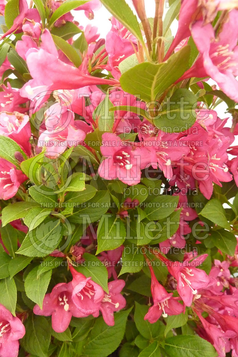 Weigela Sonic Bloom Pink aka Bokrasopin (Weigela)  1