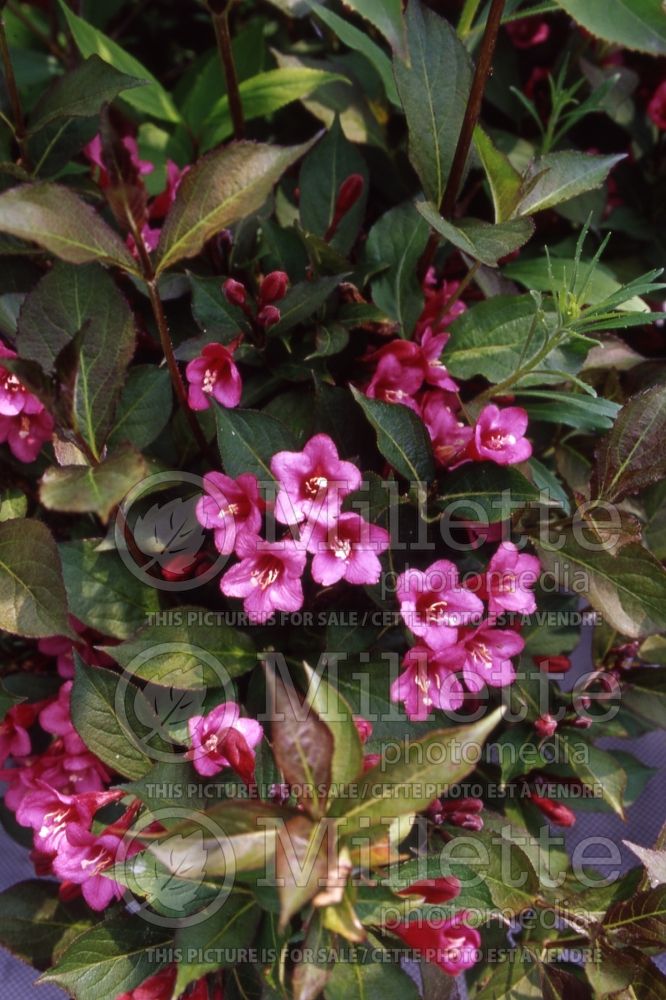 Weigela Vampire (Weigela) 1