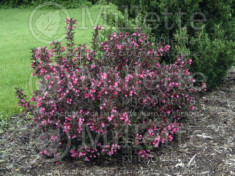 Weigela Alexandra or Wine and Roses (Weigela) 1  