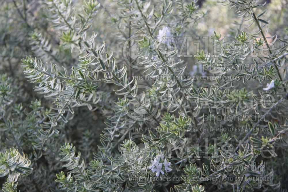 Westringia Smokey (Coast Rosemary) 1  