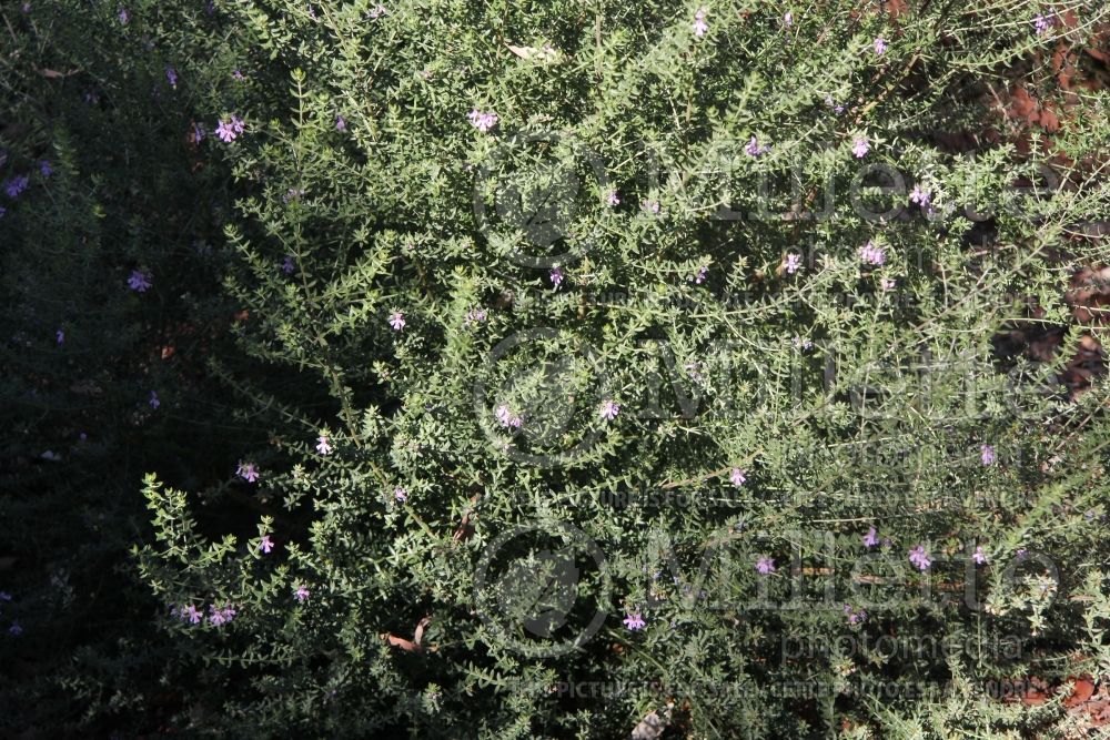 Westringia Naringa (Coast Rosemary) 1  