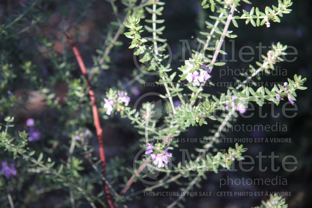 Westringia Naringa (Coast Rosemary) 2  