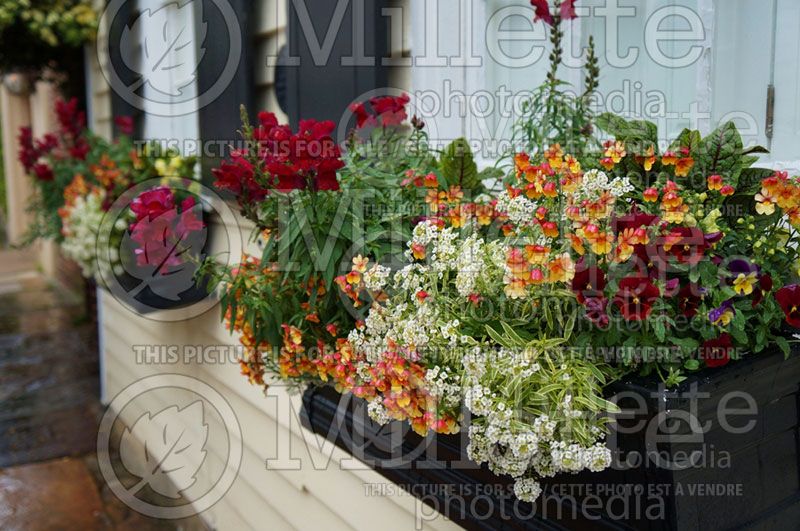 Window box 1