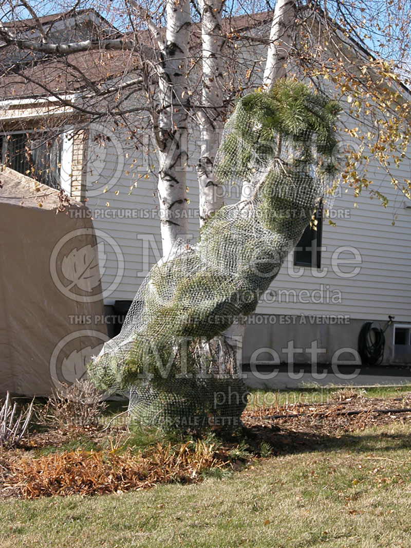 Winter protection for shrubs (Small mesh wire screen) - garden works 4