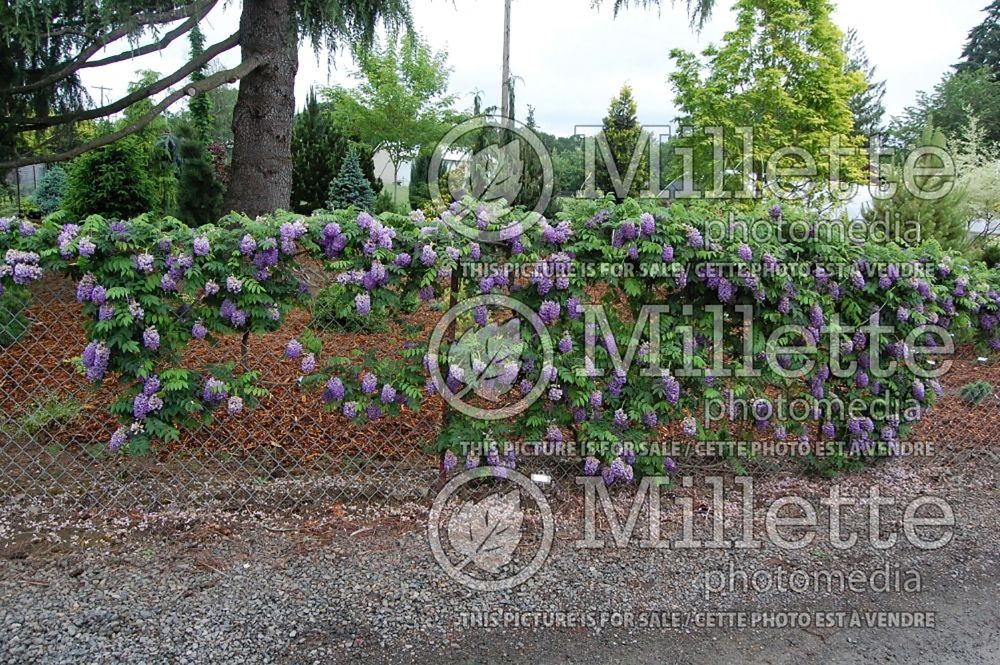 Wisteria Longwood Purple (American Wisteria) 5