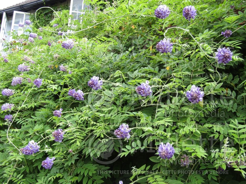 Wisteria Longwood Purple (American Wisteria) 4