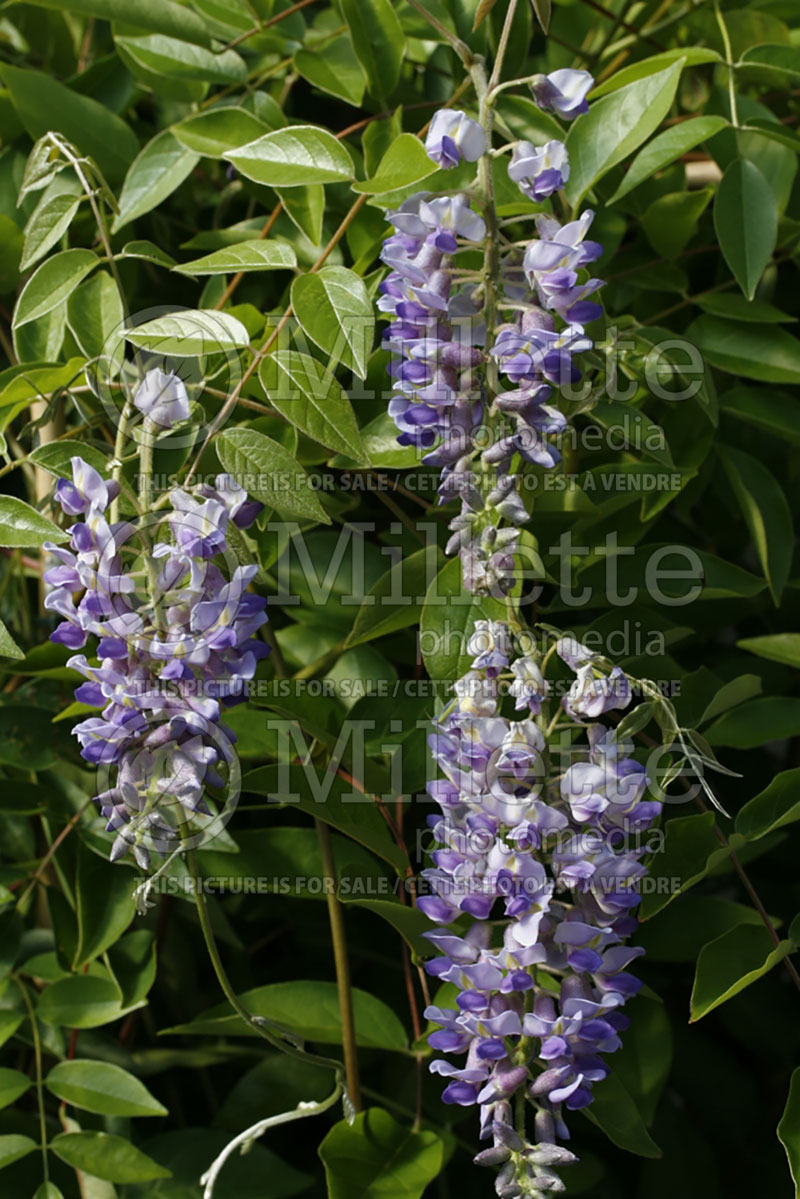 Wisteria Blue Moon (Wisteria) 3 