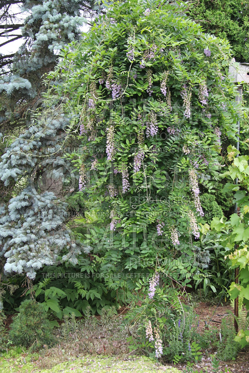 Wisteria Blue Moon (Wisteria) 1 