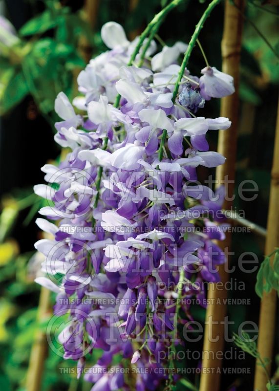 Wisteria Texas Purple (American Wisteria) 1 