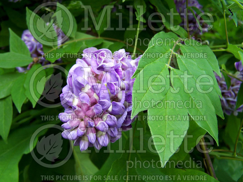 Wisteria frutescens (American Wisteria) 2 