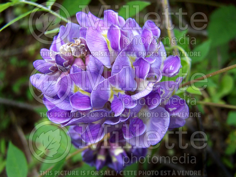 Wisteria frutescens (American Wisteria) 1 