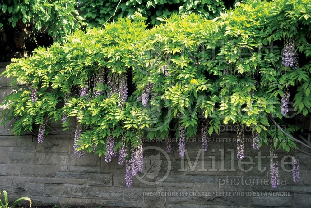 Wisteria Blue Moon (Wisteria) 4