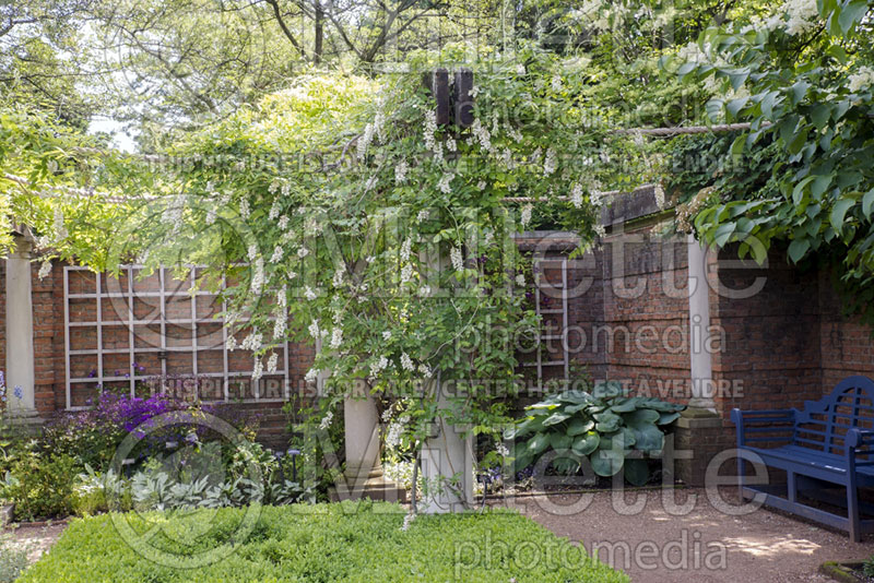 Wisteria Clara Mack (Wisteria) 2 