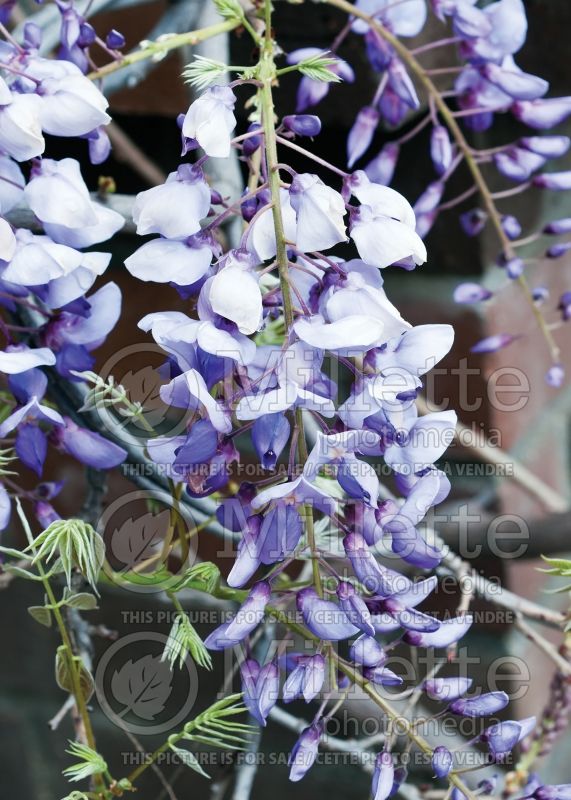 Wisteria Cooke's Purple (Chinese wisteria) 1 