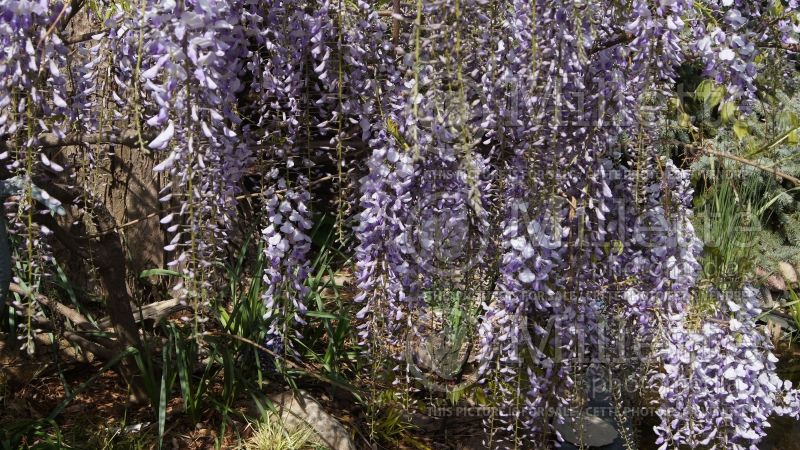 Wisteria sinensis (Chinese wisteria) 2 