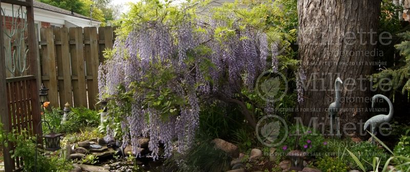 Wisteria sinensis (Chinese wisteria) 3 